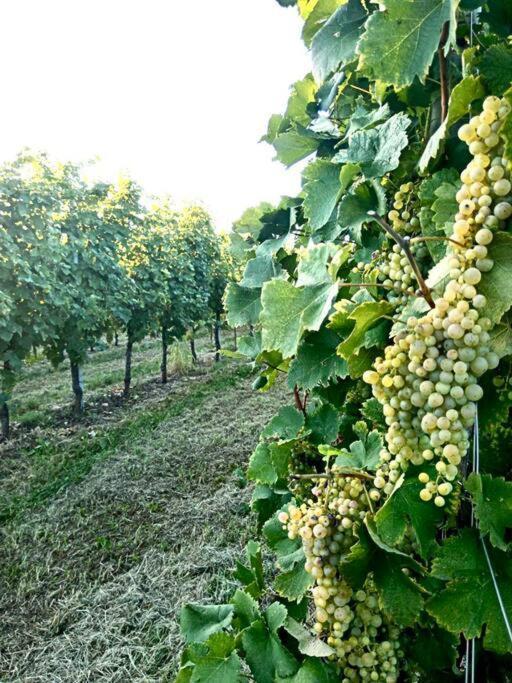 דירות Pederobba Relax Nelle Colline Del Prosecco מראה חיצוני תמונה